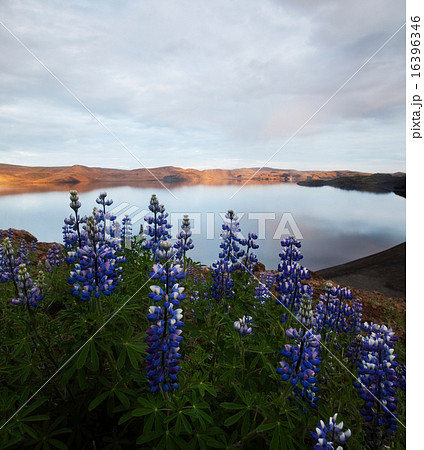 Iceland flowers, bright colorful vivid theme 16396346