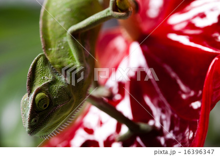 Flower on chameleon, bright vivid exotic climate Flower on chameleon, bright vivid exotic climate 16396347