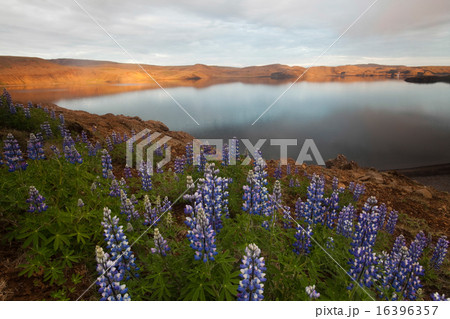 Iceland flowers, bright colorful vivid theme Iceland flowers, bright colorful vivid theme 16396357
