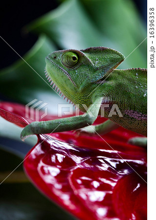 Flower on chameleon, bright vivid exotic climate Flower on chameleon, bright vivid exotic climate 16396358