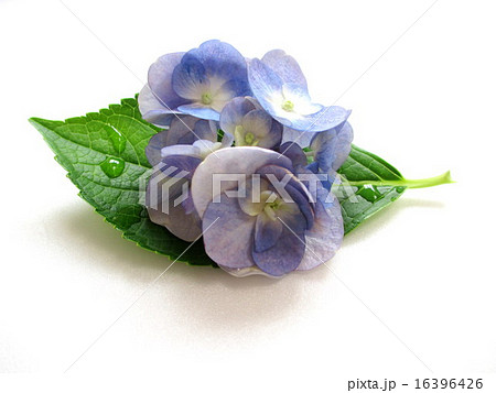 変わり咲きの薄紫色の紫陽花 変わり咲きの薄紫色の紫陽花 16396426