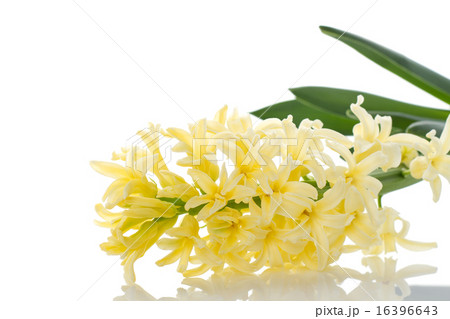 Hyacinth isolated on white 16396643