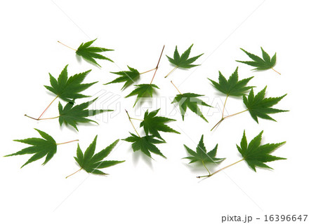 紅葉の葉 16396647