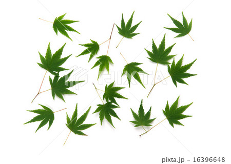 紅葉の葉 16396648