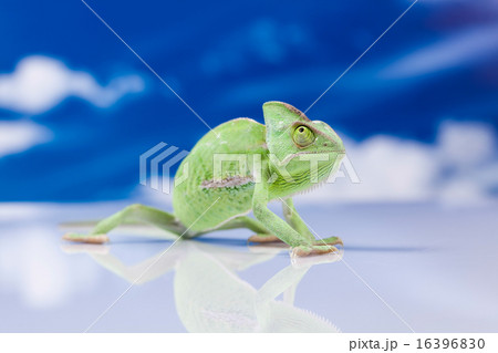 Chameleon on the blue sky, bright vivid exotic  16396830