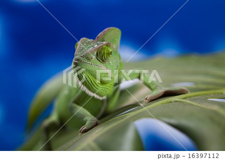 Chameleon on the blue sky, bright vivid exotic  16397112