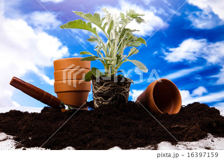Garden plant, vivid bright springtime concept 16397159