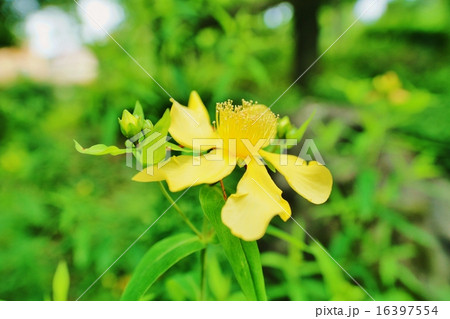 トモエソウ トモエソウ 16397554