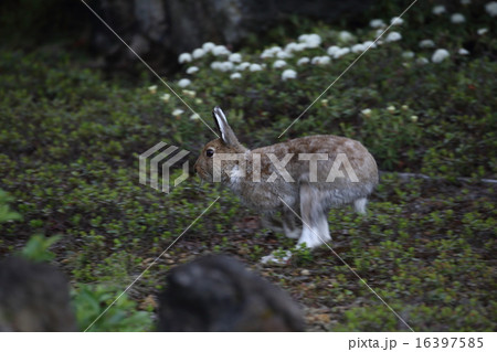 走るエゾユキウサギ 16397585