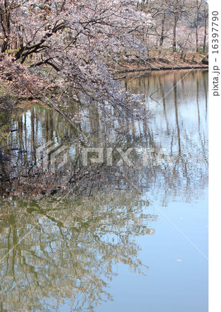 水に映える桜 水に映える桜 16397790