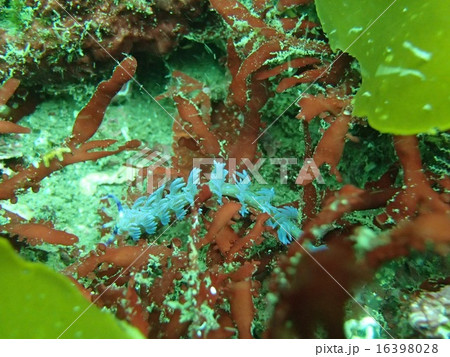 ムカデミノウミウシ 16398028