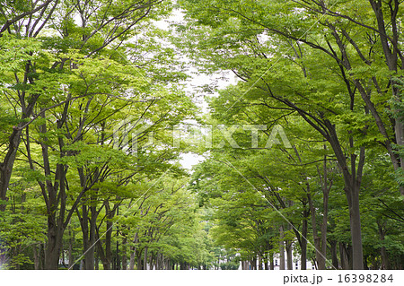 新緑の並木道 16398284