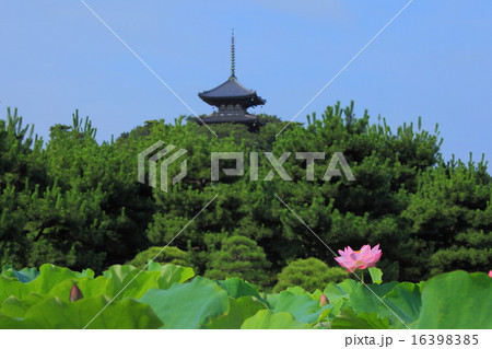 三溪園の蓮 三溪園の蓮 16398385