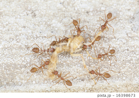 Red Ants Carrying Dried Body Of Insectの写真素材
