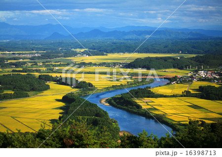 実りの田んぼと赤い橋 実りの田んぼと赤い橋 16398713