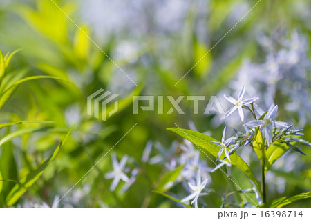 ヤナギバチョウジソウ 16398714