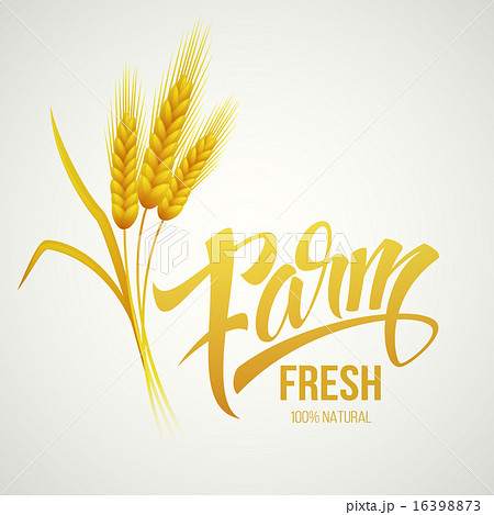 Wheat ears icon. Ears of Wheat. . Vector illustration Wheat ears icon. Ears of Wheat. . Vector illustration 16398873
