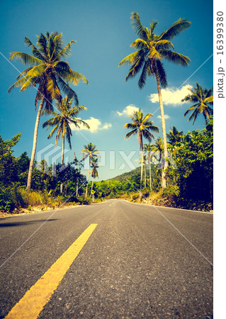 Nice asfalt road with palm trees 16399380