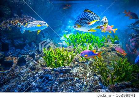 Singapore aquarium 16399941