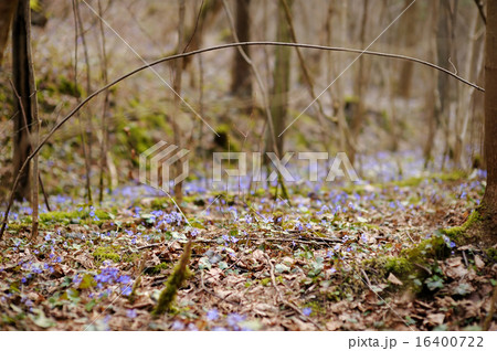 Blossoming hepatica flower in early spring 16400722