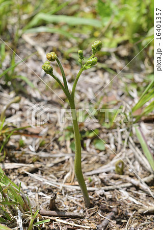 ワラビ ワラビ 16401357