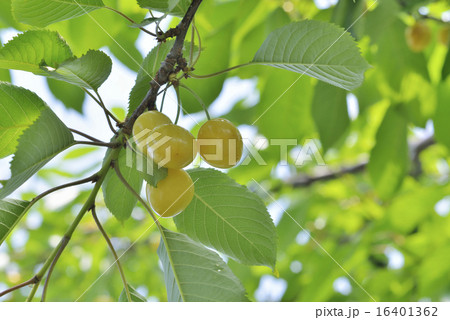 黄色いサクランボ 黄色いサクランボ 16401362