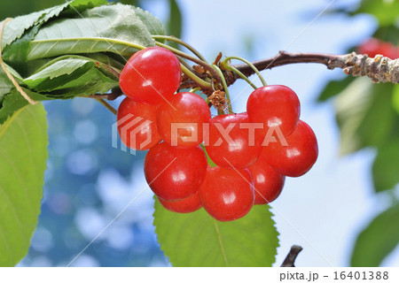 サクランボ 16401388