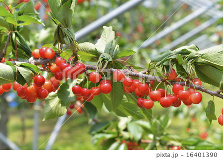 サクランボ 16401390
