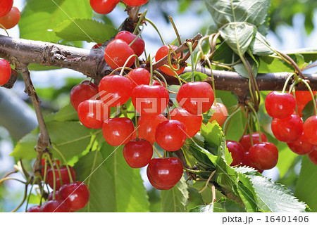 サクランボの写真素材 [16401406] - PIXTA