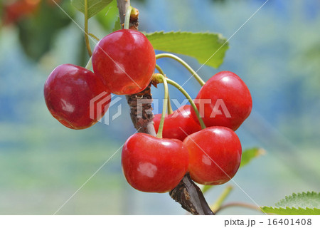 サクランボ サクランボ 16401408