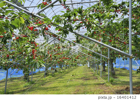 サクランボ 16401412