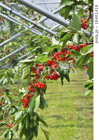 サクランボ 16401418