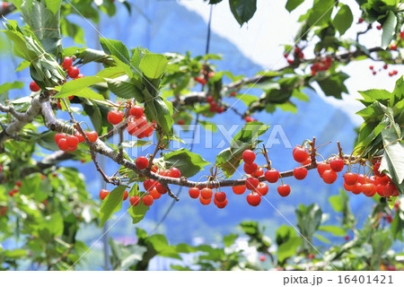 サクランボ 16401421