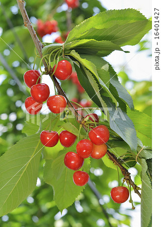 サクランボ 16401427