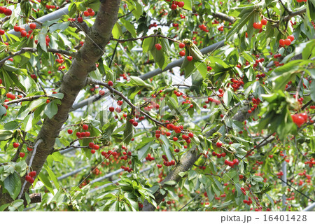 サクランボ 16401428