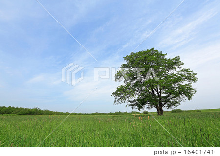 ハルニレの木02 16401741