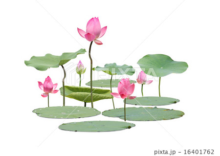 蓮の花 蓮の花 16401762