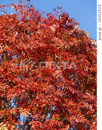 ナナカマドの紅葉 16402028