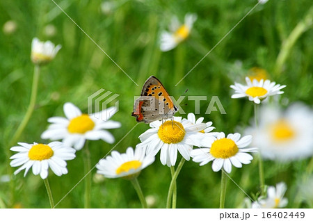 ローマンカモミール 16402449