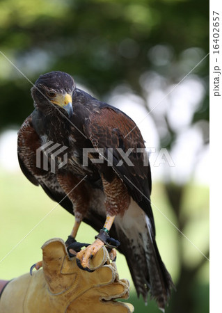 ノスリ ノスリ 16402657