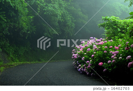 花 花 16402703