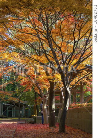 紅葉 紅葉 16402731