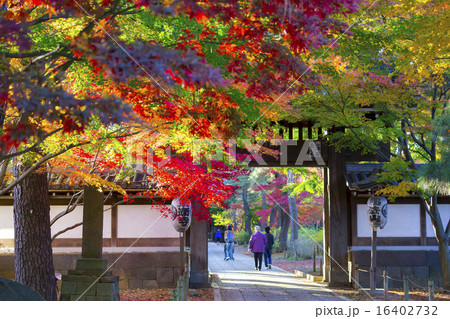 東漸寺総門の紅葉 東漸寺総門の紅葉 16402732