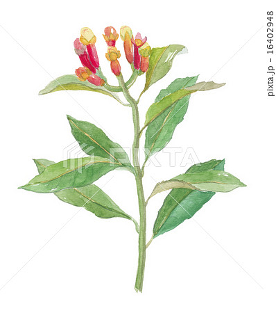 丁字　ちょうじ　クローブ 16402948