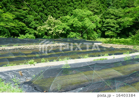 コケ栽培 16403384