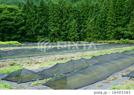 コケ栽培 16403385