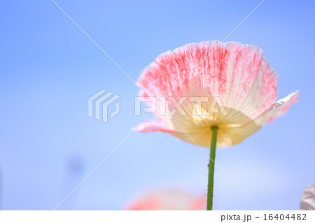 ポピー ポピー 16404482