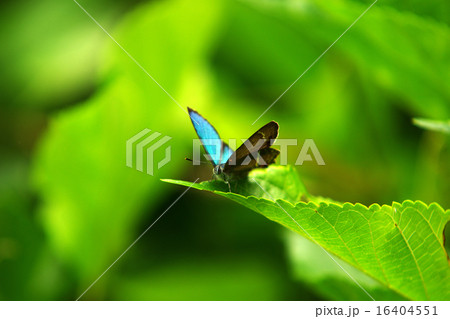 ミドリシジミ♂ 02 ミドリシジミ♂ 02 16404551