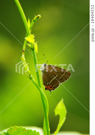 ミドリシジミ ミドリシジミ 16404552