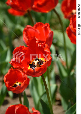 チューリップ チューリップ 16404628